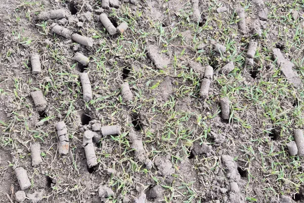 Close-up of soil cores lifted out of a lawn by core aeration
