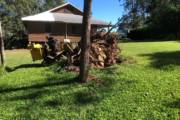 Stump grinder on a lawn beside a large pulled root ball