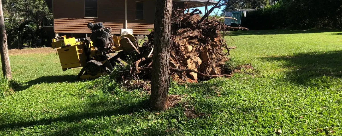 Stump grinder on a lawn beside a large pulled root ball