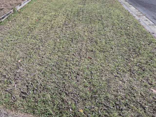 Front lawn strip covered in soil cores the morning after core aeration